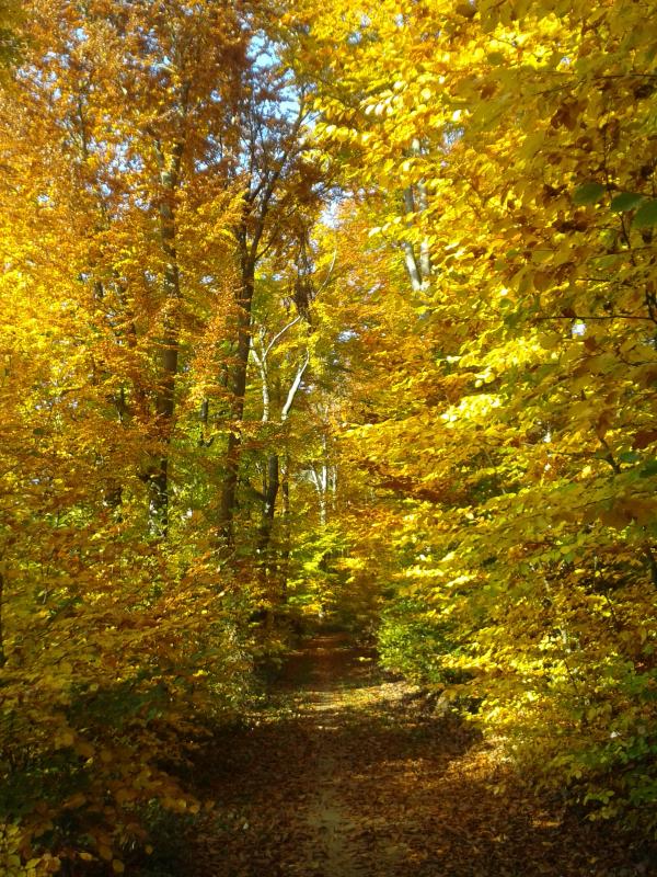 Indian Summer in Wiesbaden