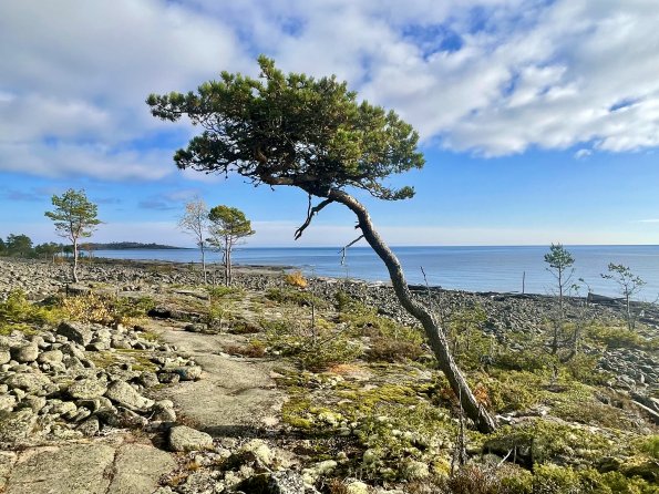 Rotsidan naturreservat