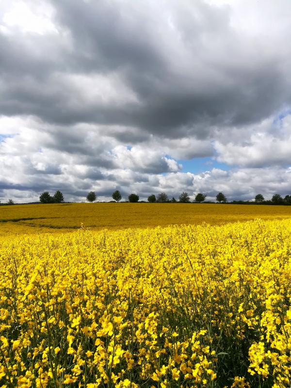 Raps im Taunus