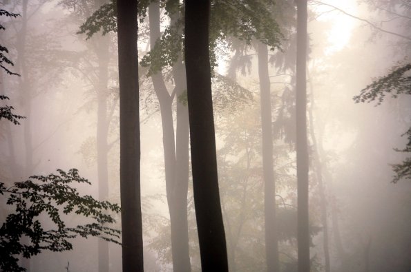 Morgennebel im Taunus