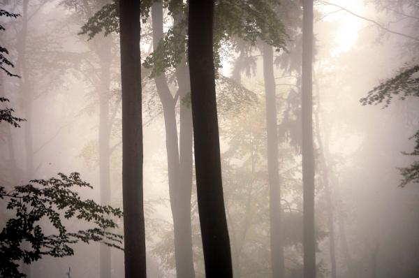 Morgennebel im Taunus