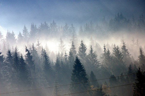 Morgennebel Black Forest