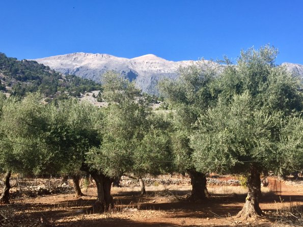 Olivenbäume vor den Lefka Ori auf Kreta